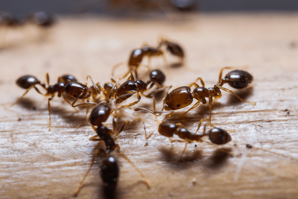 Ant Pest Control