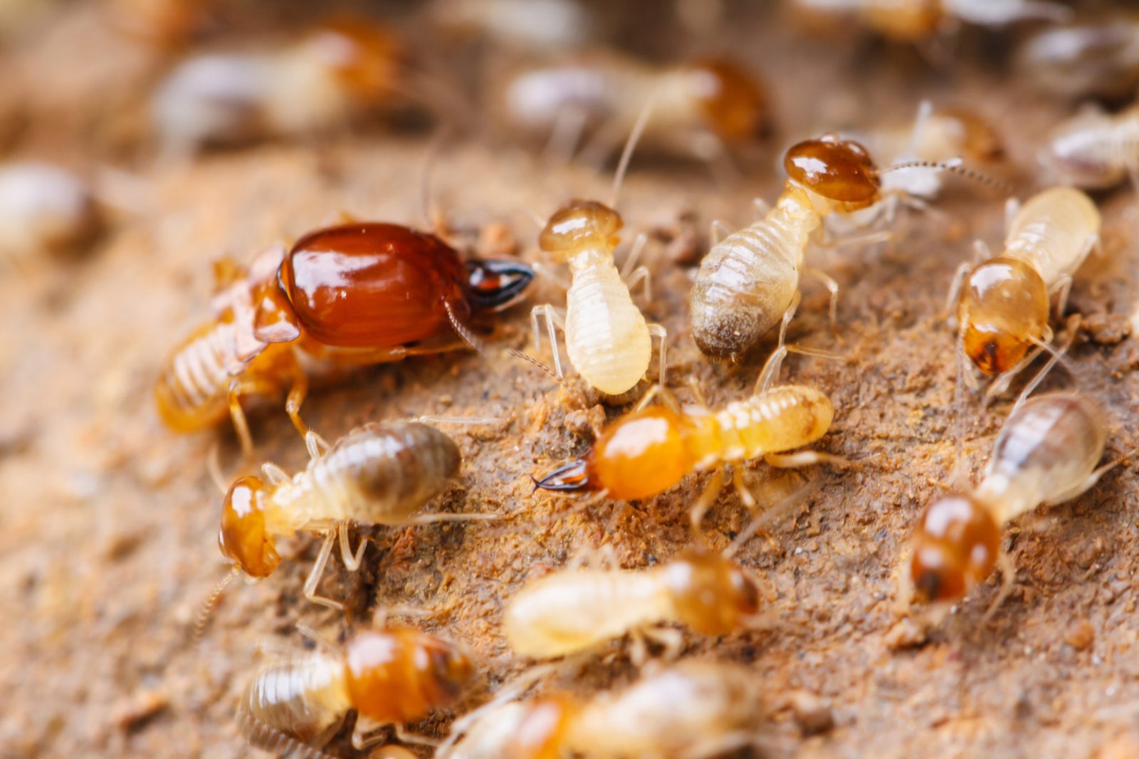 Termite Control